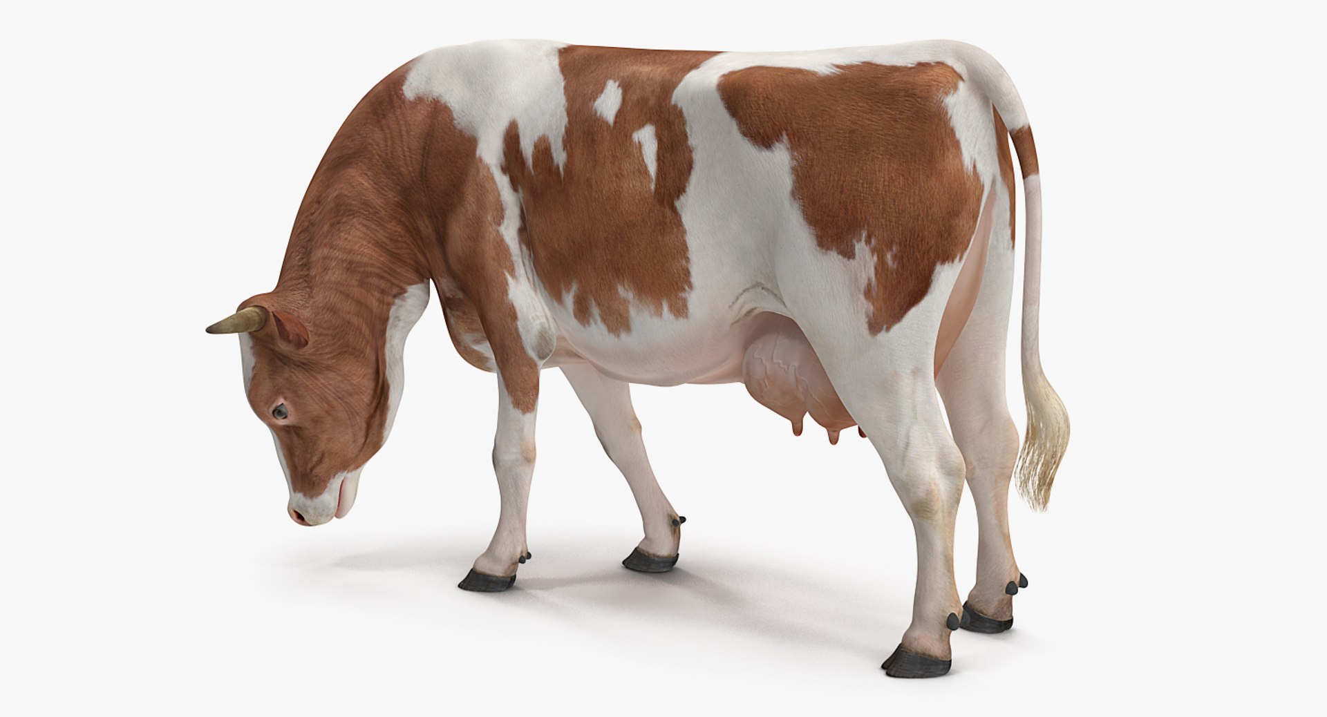 cow rigged model https://p.turbosquid.com/ts-thumb/uV/xOcHSe/lXauWROT/cowriggedc4dmodel005/jpg/1517634875/1920x1080/fit_q87/5f34bc3e5e69189ce23ee4caccbb047f7695df5c/cowriggedc4dmodel005.jpg