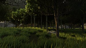Forest