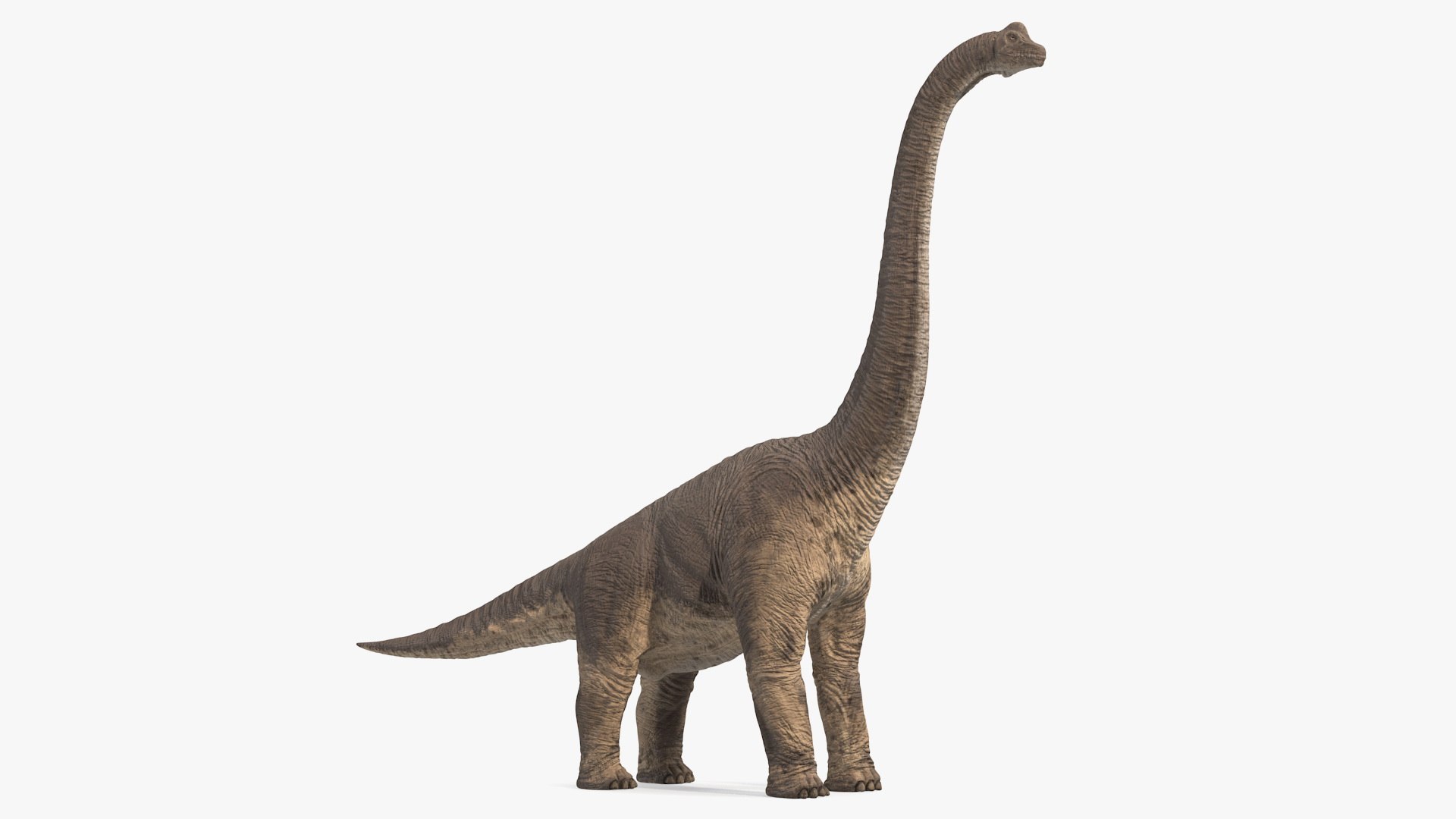 Rigged Herbivorous Dinosaurs Collection 2 3D model https://p.turbosquid.com/ts-thumb/uW/AD6b1g/HH/1624460_2/jpg/1789870550/1920x1080/fit_q87/b0edc7cded8b29110baa98c86e6d0dbe4dc24d6e/1624460_2.jpg