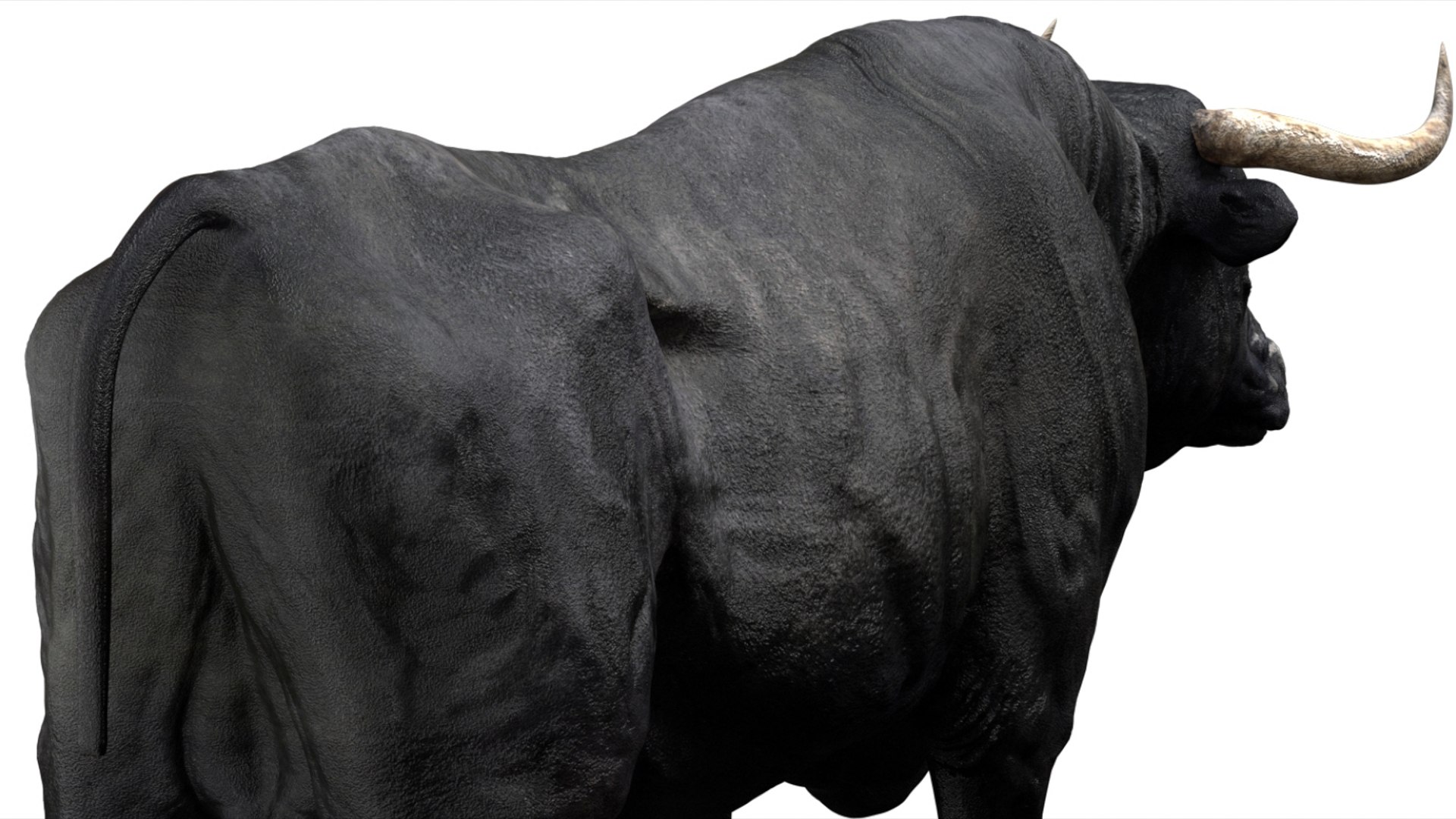 Bull Cow NoFur Rigged 3D 3D https://p.turbosquid.com/ts-thumb/uW/G2R70X/1s/08/jpg/1751002101/1920x1080/fit_q87/243a529af630b2731dd901145465576852db101b/08.jpg