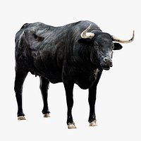 Bull Cow NoFur Rigged 3D