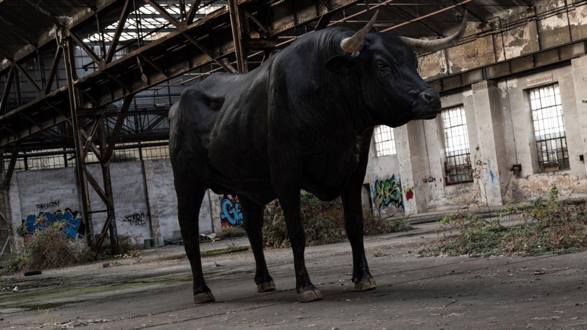 Bull Cow NoFur Rigged 3D 3D https://p.turbosquid.com/ts-thumb/uW/G2R70X/D9/04/jpg/1751002100/1920x1080/fit_q87/280c5f0e128b90146036855c3416d3c35bcc76d5/04.jpg