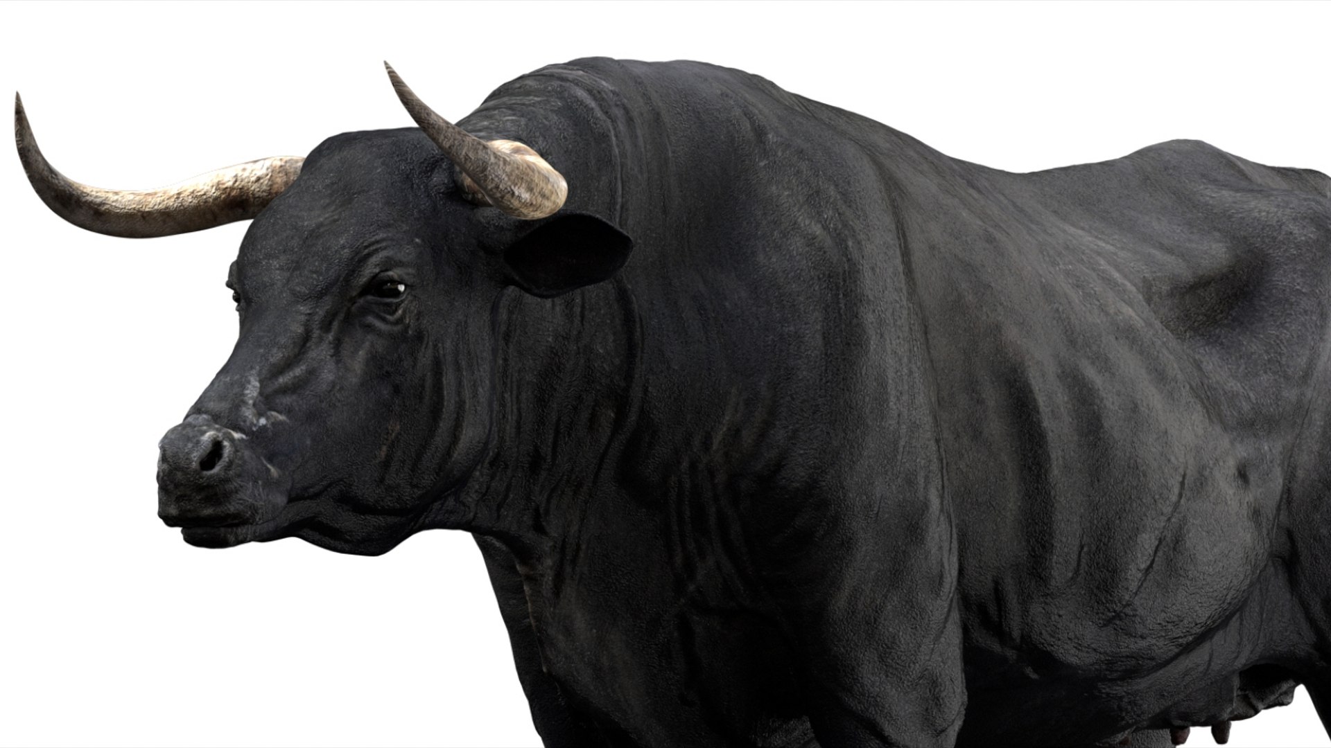 Bull Cow NoFur Rigged 3D 3D https://p.turbosquid.com/ts-thumb/uW/G2R70X/JK/15/jpg/1751002105/1920x1080/fit_q87/7fe0505697c402127a5663b49aa9b4c1f49ee4ad/15.jpg