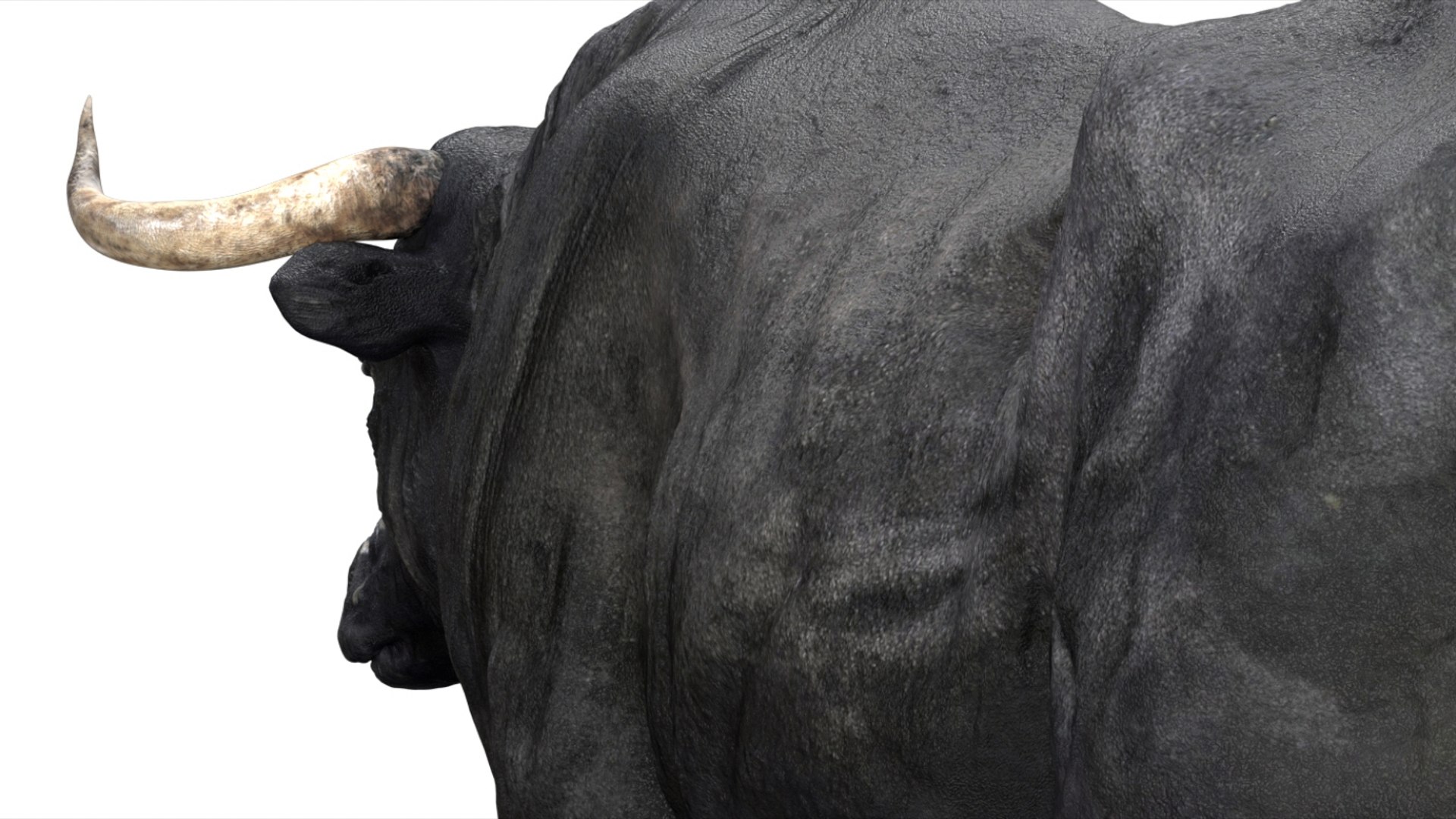 Bull Cow NoFur Rigged 3D 3D https://p.turbosquid.com/ts-thumb/uW/G2R70X/Ln/11/jpg/1751002103/1920x1080/fit_q87/39dcd7a92c0456039e58547fec855df876846e5b/11.jpg