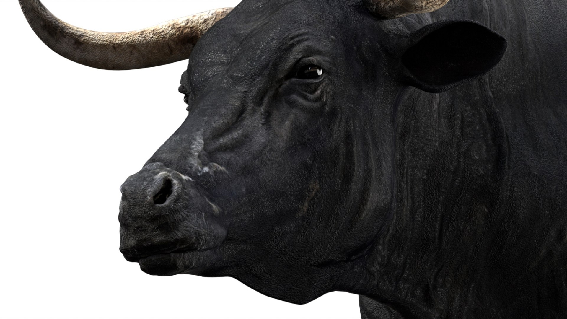 Bull Cow NoFur Rigged 3D 3D https://p.turbosquid.com/ts-thumb/uW/G2R70X/Ny/05/jpg/1751002100/1920x1080/fit_q87/b3e082c3f7197f95ff41f8f5d2571f727032a846/05.jpg