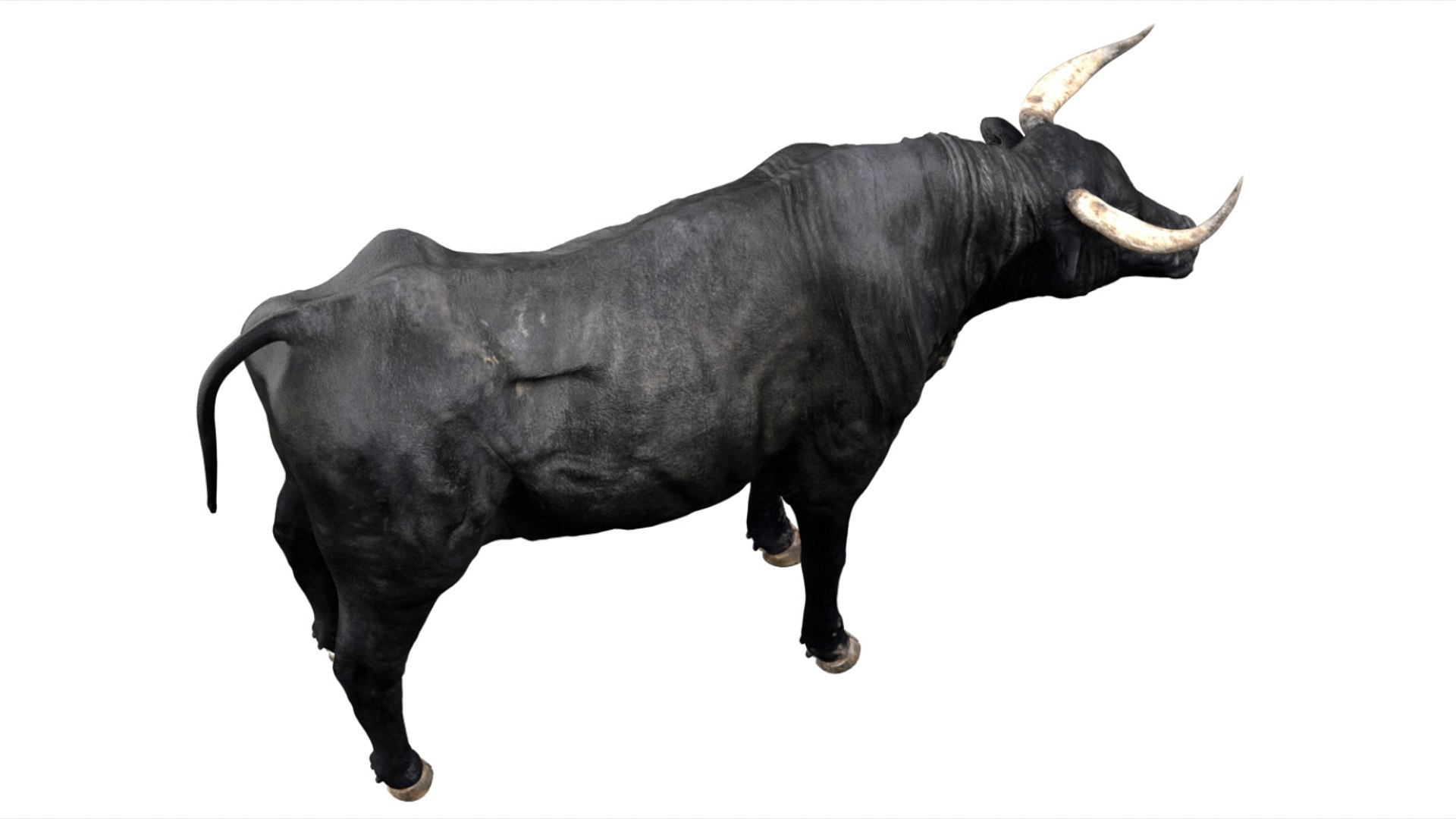 Bull Cow NoFur Rigged 3D 3D https://p.turbosquid.com/ts-thumb/uW/G2R70X/ZP/07/jpg/1751002101/1920x1080/fit_q87/92bd03d29fcc92e63c5a972bcf195eaf2b62dba4/07.jpg