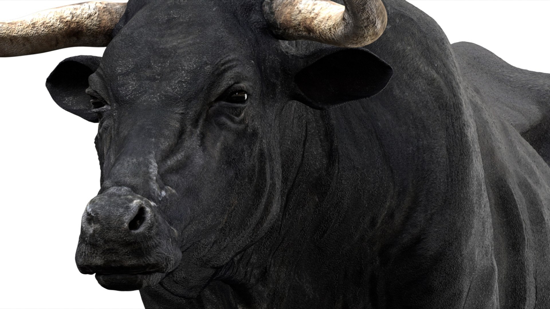 Bull Cow NoFur Rigged 3D 3D https://p.turbosquid.com/ts-thumb/uW/G2R70X/Ze/14/jpg/1751002105/1920x1080/fit_q87/22fe7fd76a875a4e7da560add327ebf5fdaff62e/14.jpg