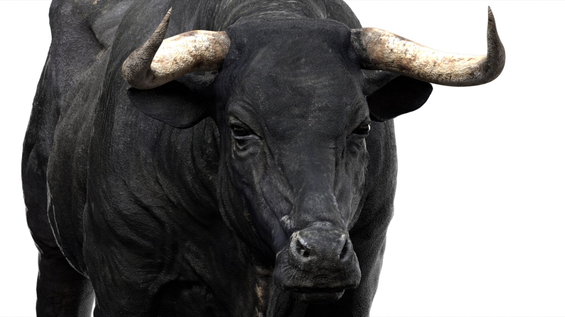 Bull Cow NoFur Rigged 3D 3D https://p.turbosquid.com/ts-thumb/uW/G2R70X/lo/10/jpg/1751002103/1920x1080/fit_q87/06608bc4fd34cb893c452c227686c15da42a20cc/10.jpg