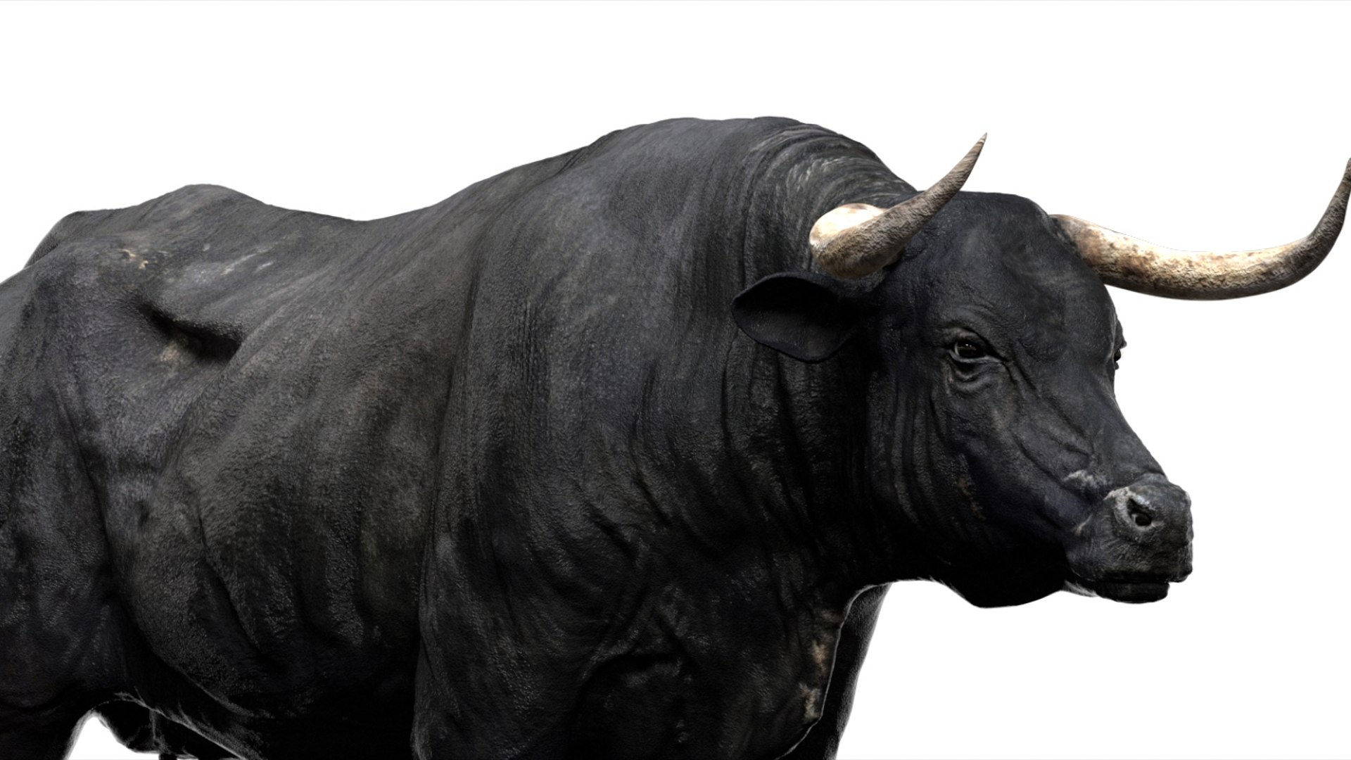 Bull Cow NoFur Rigged 3D 3D https://p.turbosquid.com/ts-thumb/uW/G2R70X/ne/17/jpg/1751002107/1920x1080/fit_q87/156dd61942584f2847a435eb37bada4b6cde0904/17.jpg