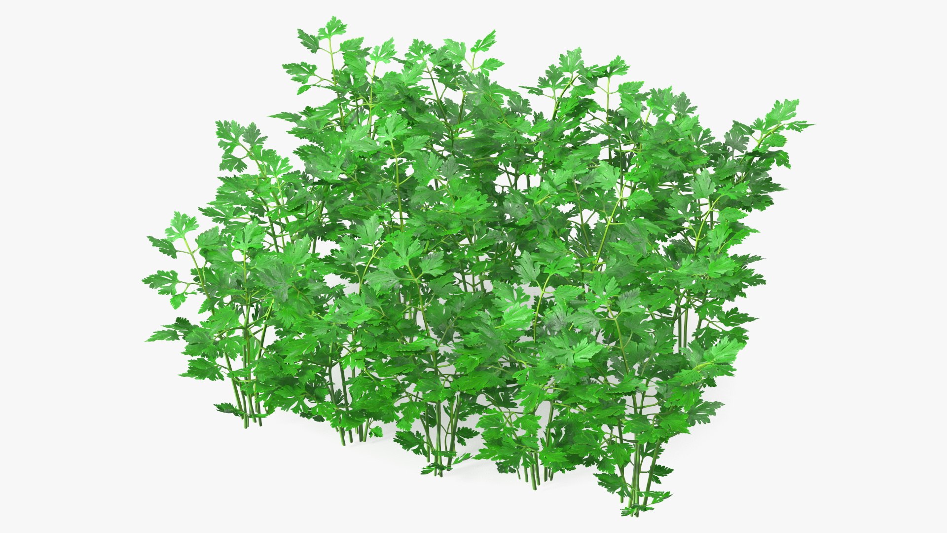 Young Parsley Bed 3D model preview