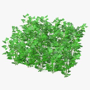 3D Young Parsley Bed
