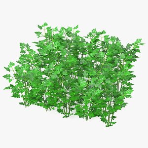 Young Parsley Bed