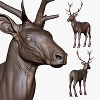 Deer