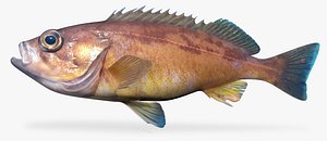 Squarespot Rockfish