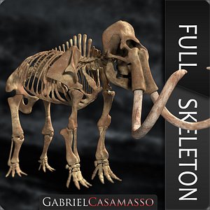 3D complete mammoth skeleton skull