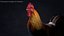 3D Rooster Animated