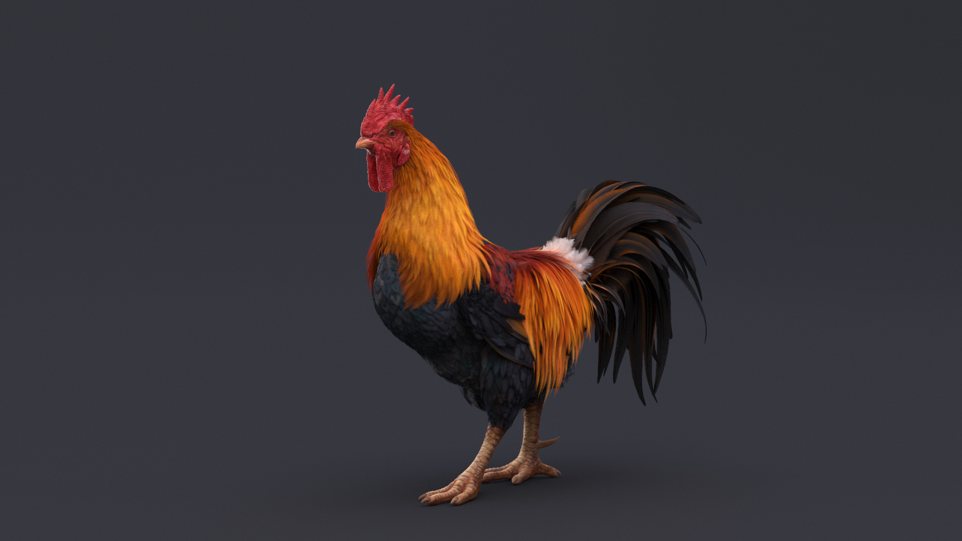 3D Rooster Animated - TurboSquid 1782857