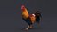 3D Rooster Animated