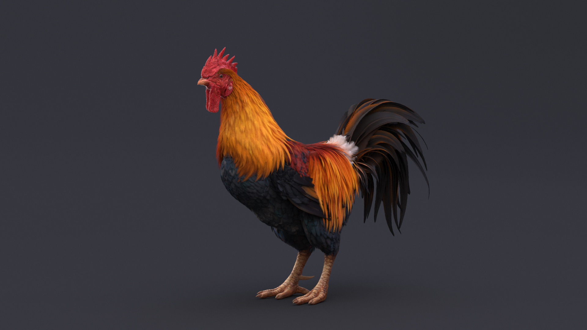 3D Rooster Animated - TurboSquid 1782857