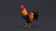 3D Rooster Animated