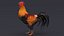 3D Rooster Animated