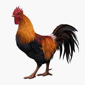 Rooster Animated