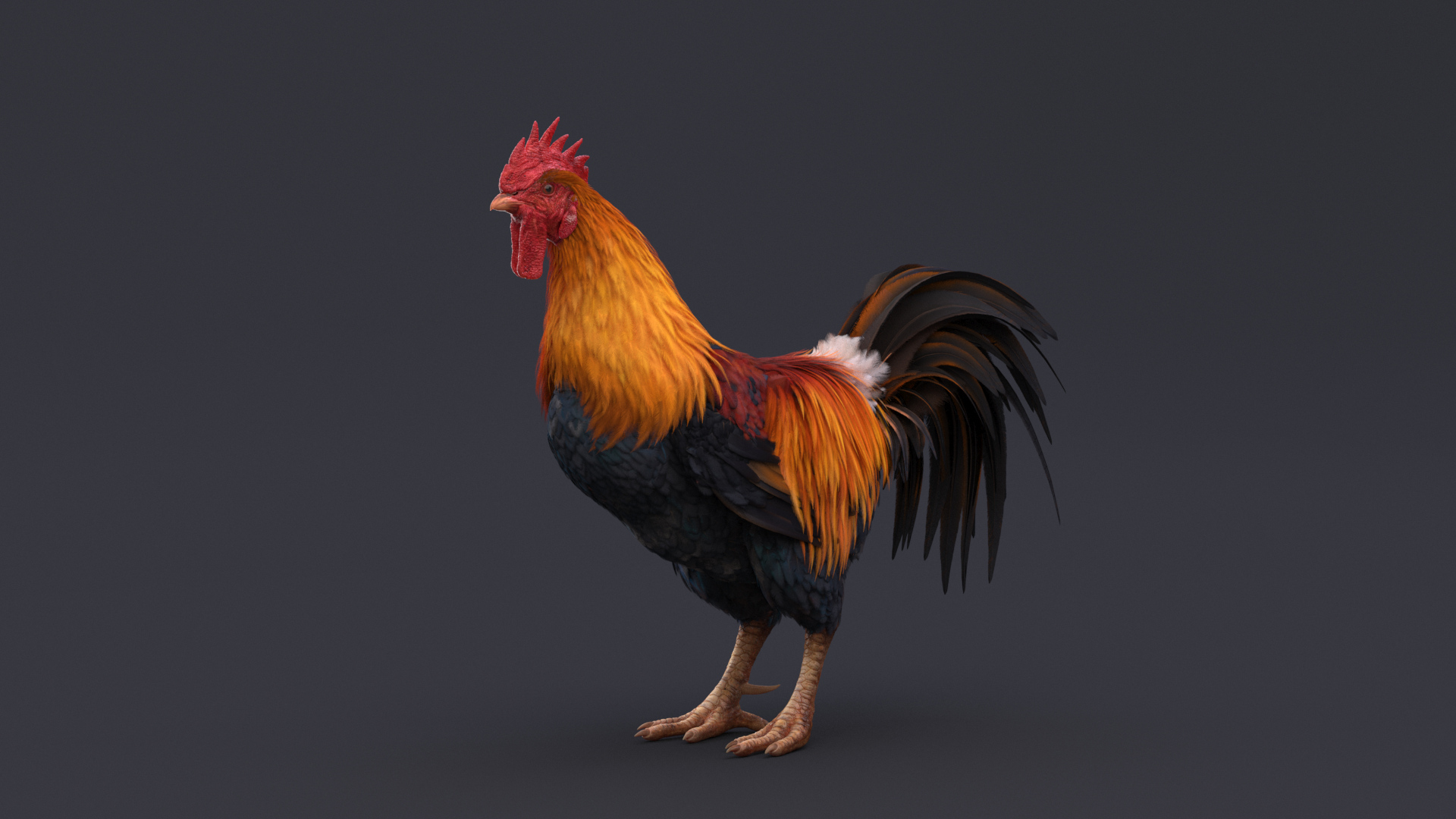 3D Rooster Animated - TurboSquid 1782857