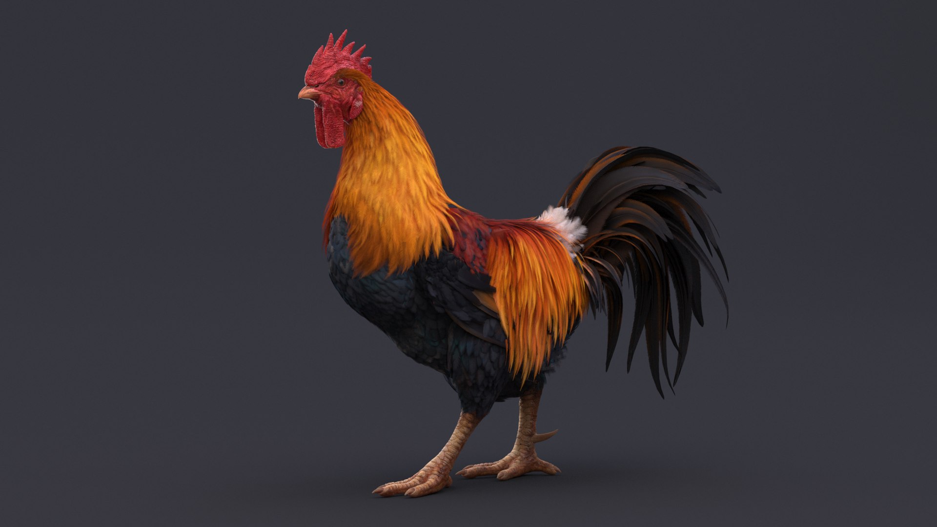 3D Rooster Animated - TurboSquid 1782857