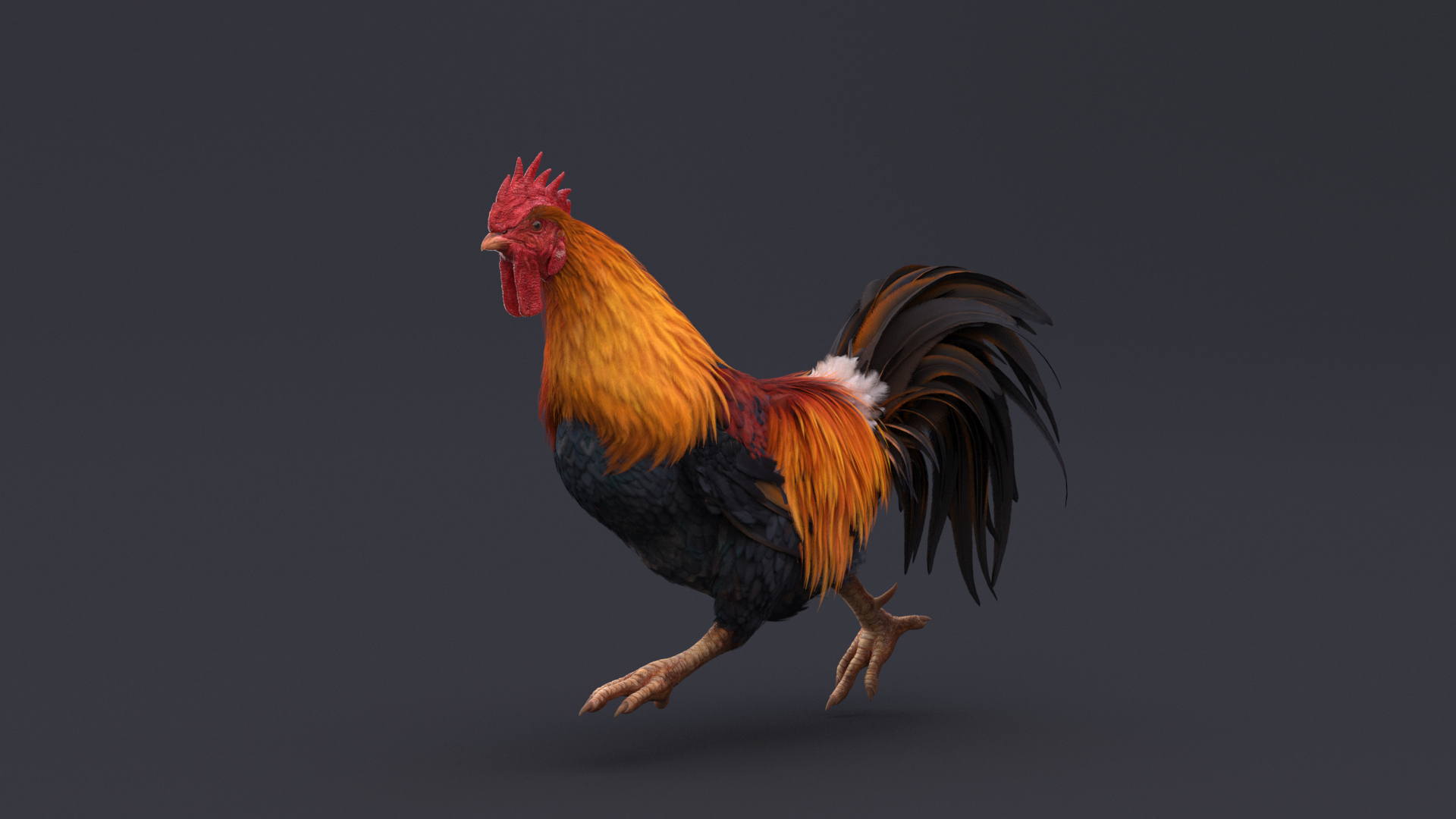 3D Rooster Animated - TurboSquid 1782857