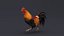 3D Rooster Animated