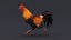 3D Rooster Animated