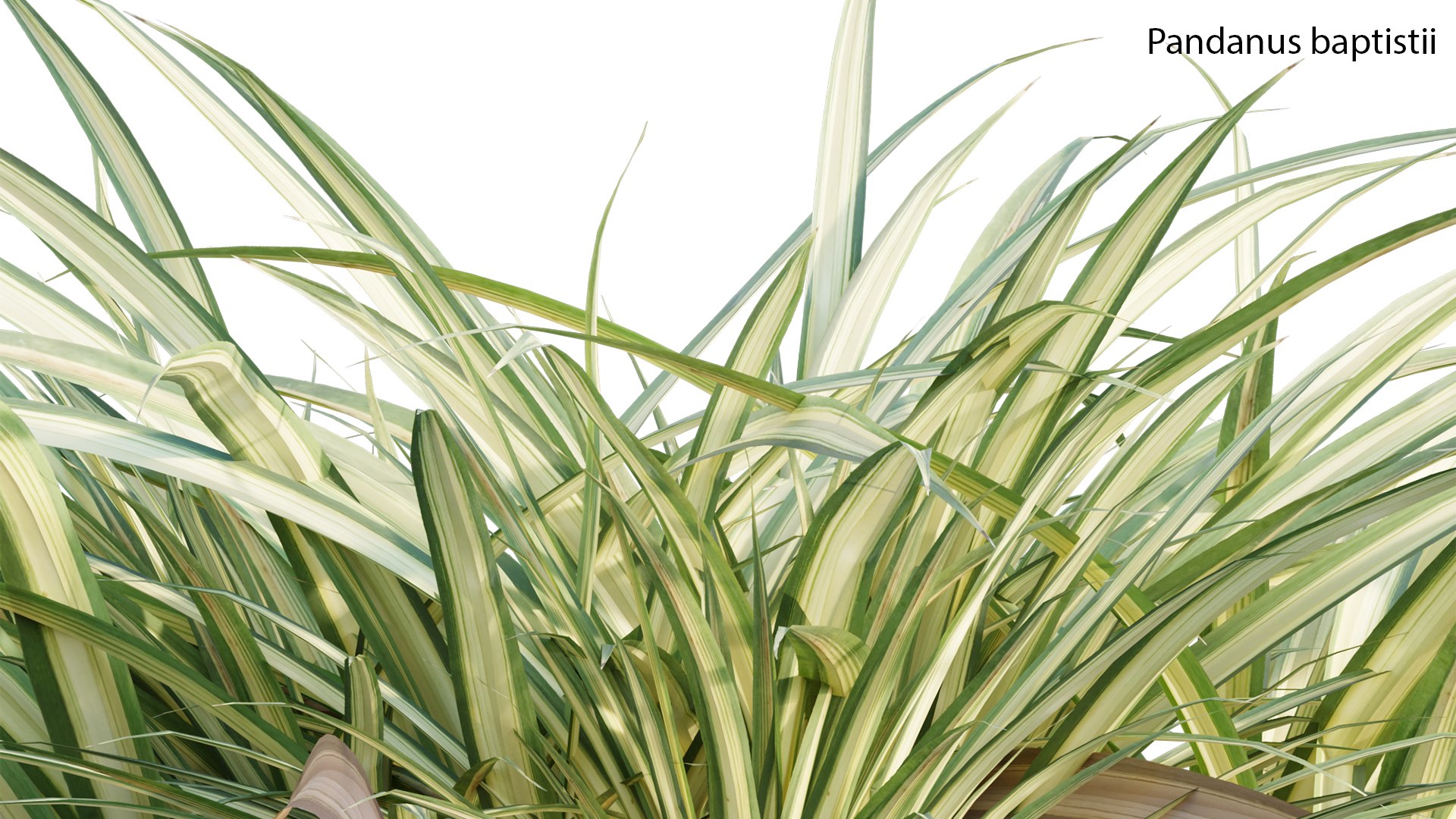Pandanus baptistii Variegated Dwarf Pandanus 3D model TurboSquid