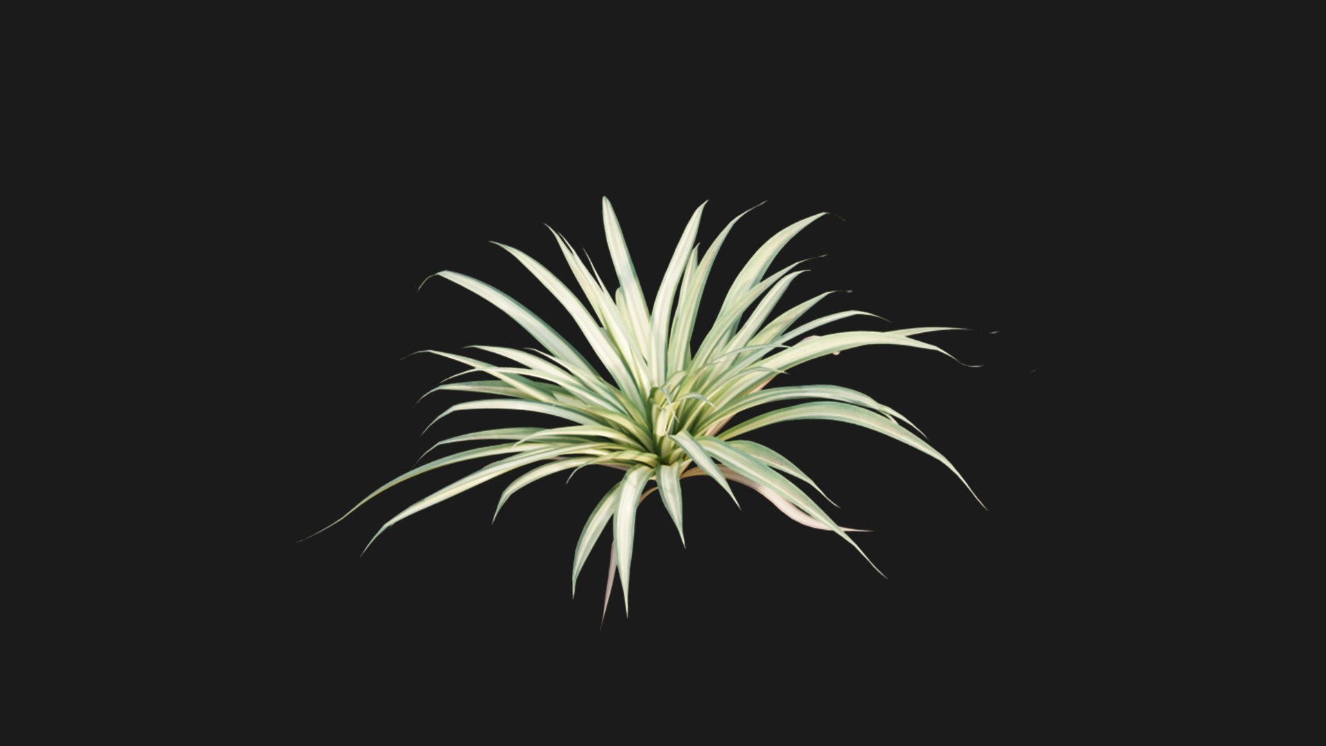 Pandanus baptistii Variegated Dwarf Pandanus 3D model TurboSquid