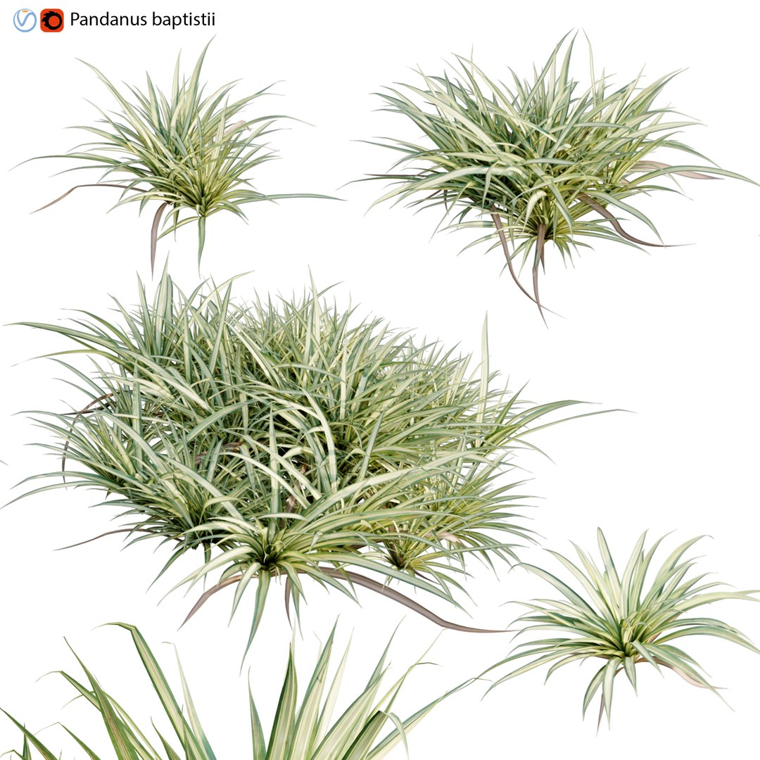 Pandanus baptistii Variegated Dwarf Pandanus 3D model TurboSquid