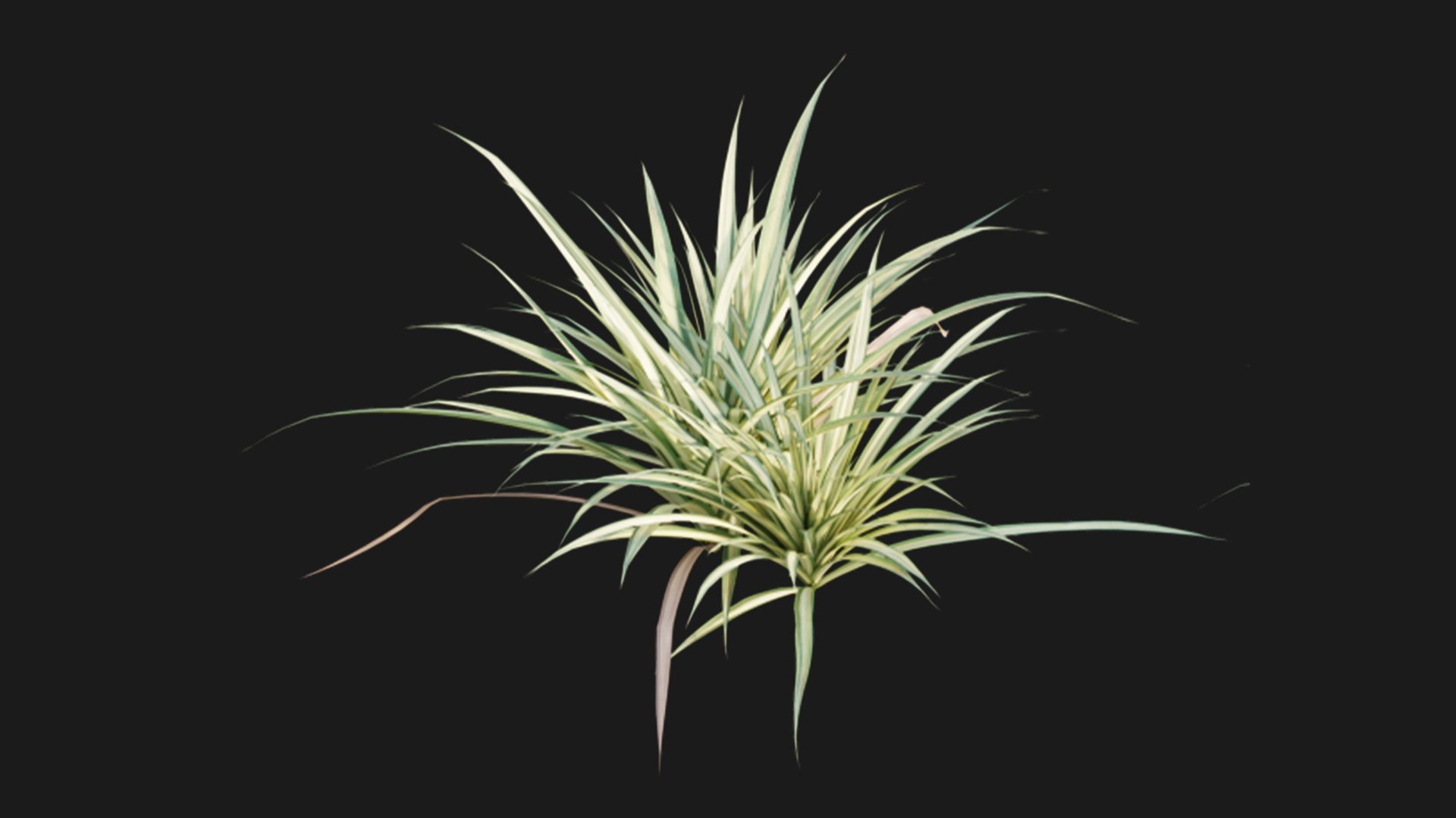Pandanus baptistii Variegated Dwarf Pandanus 3D model TurboSquid
