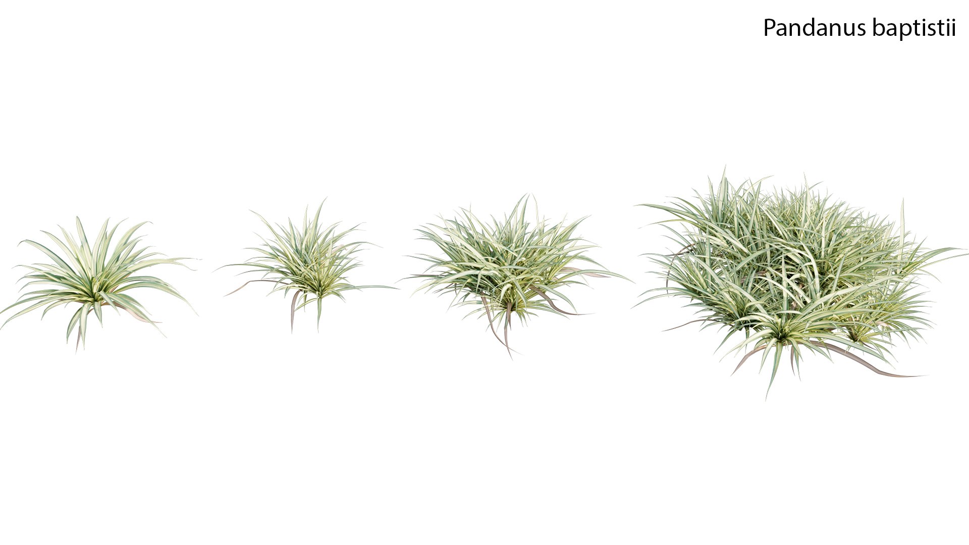 Pandanus baptistii Variegated Dwarf Pandanus 3D model TurboSquid