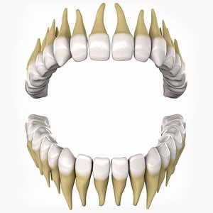 Teeth
