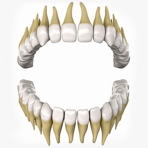 Teeth
