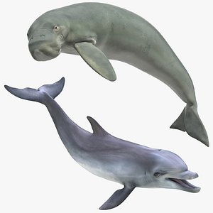 marine mammals rigged model