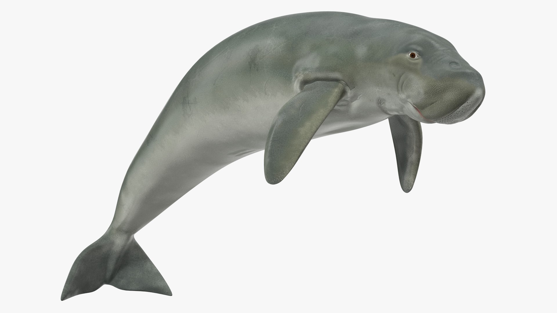 Marine Mammals Rigged Collection for Maya 3D model preview