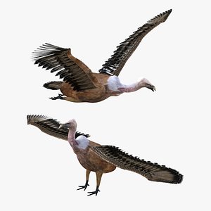 3D bird vulture model