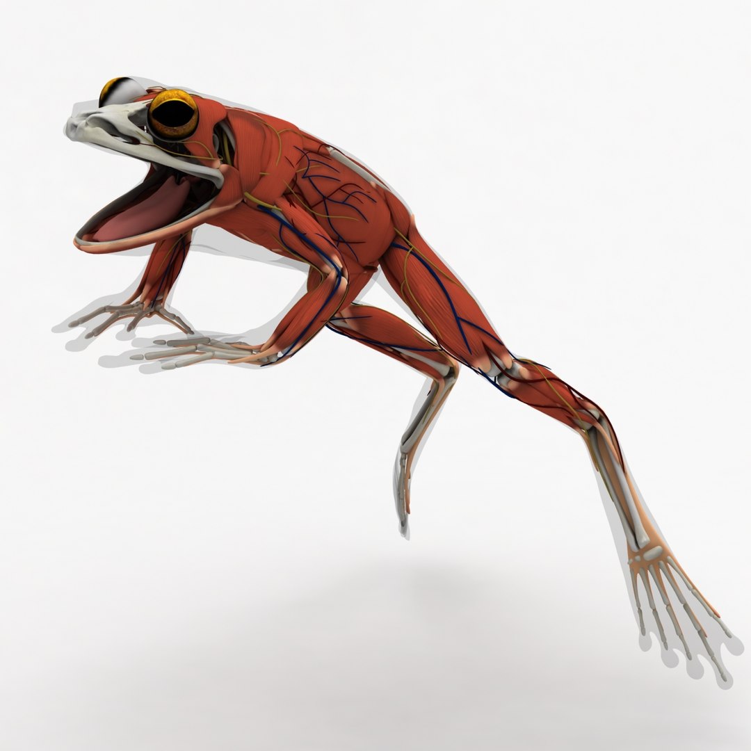 3D Anatomy Frog Body Male - TurboSquid 1328057