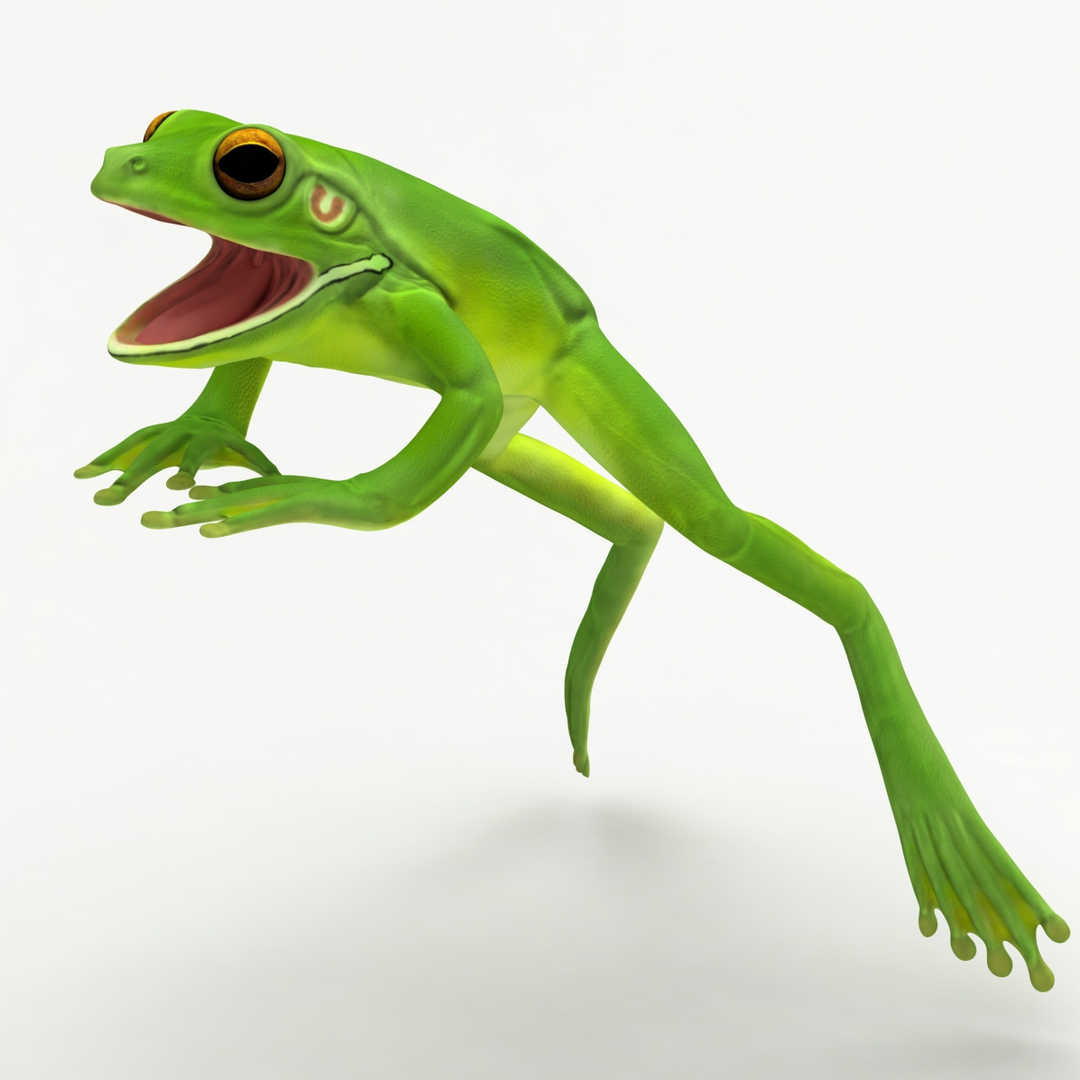 3D Anatomy Frog Body Male - TurboSquid 1328057