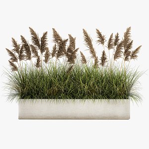 3D model Pampas grass for landscaping 1069
