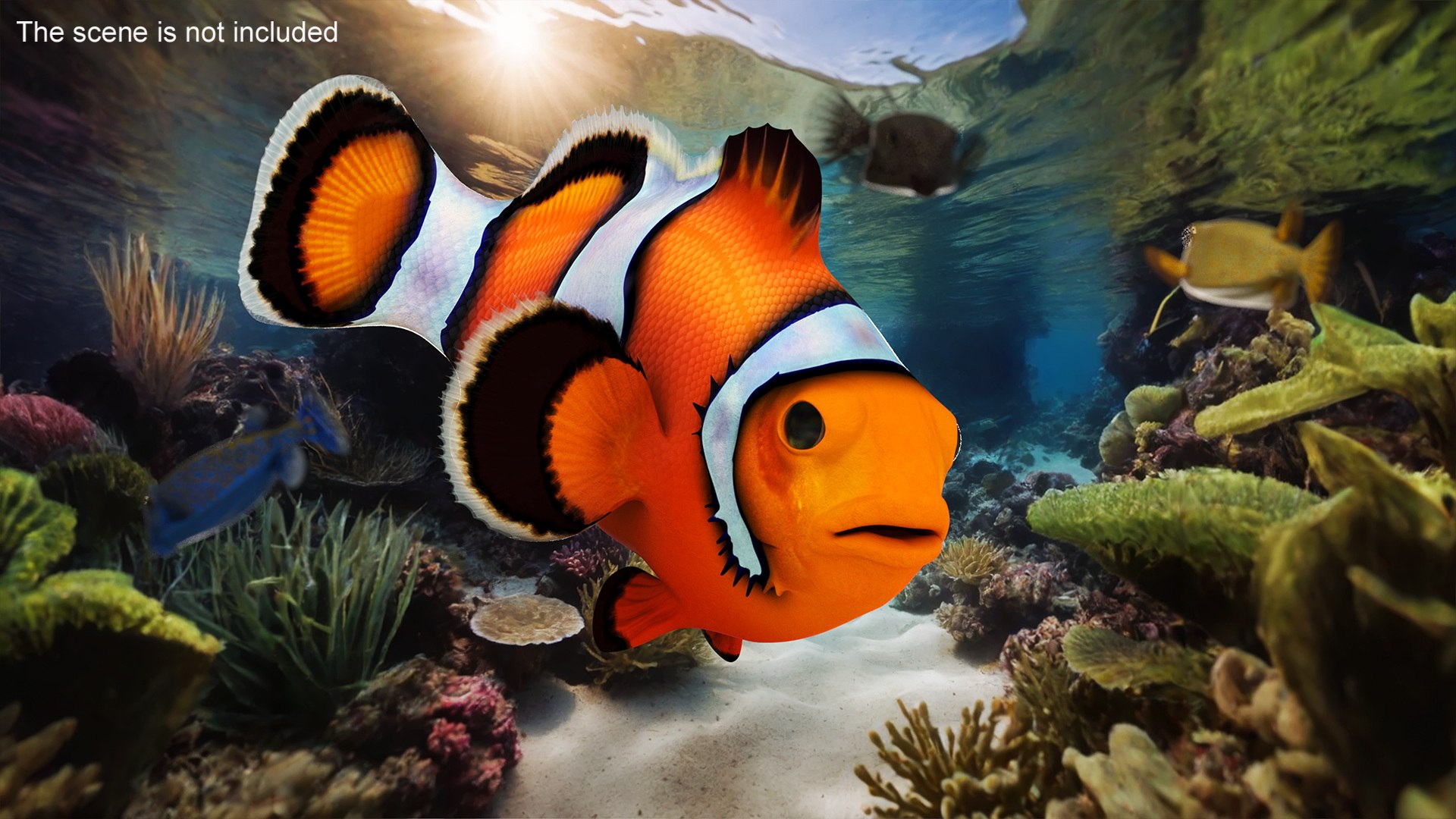 Realistic Clownfish Rigged For Maya 3D Model - TurboSquid 2342499