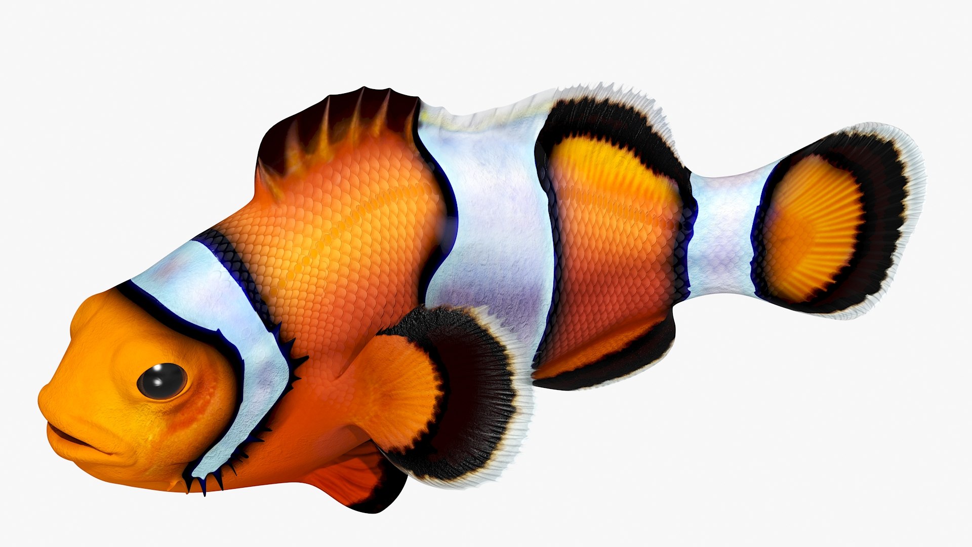 Realistic Clownfish Rigged For Maya 3D Model - TurboSquid 2342499