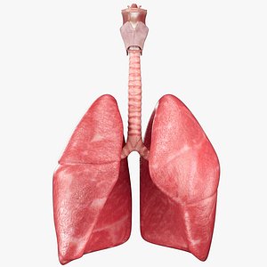 3D Lungs Larynx