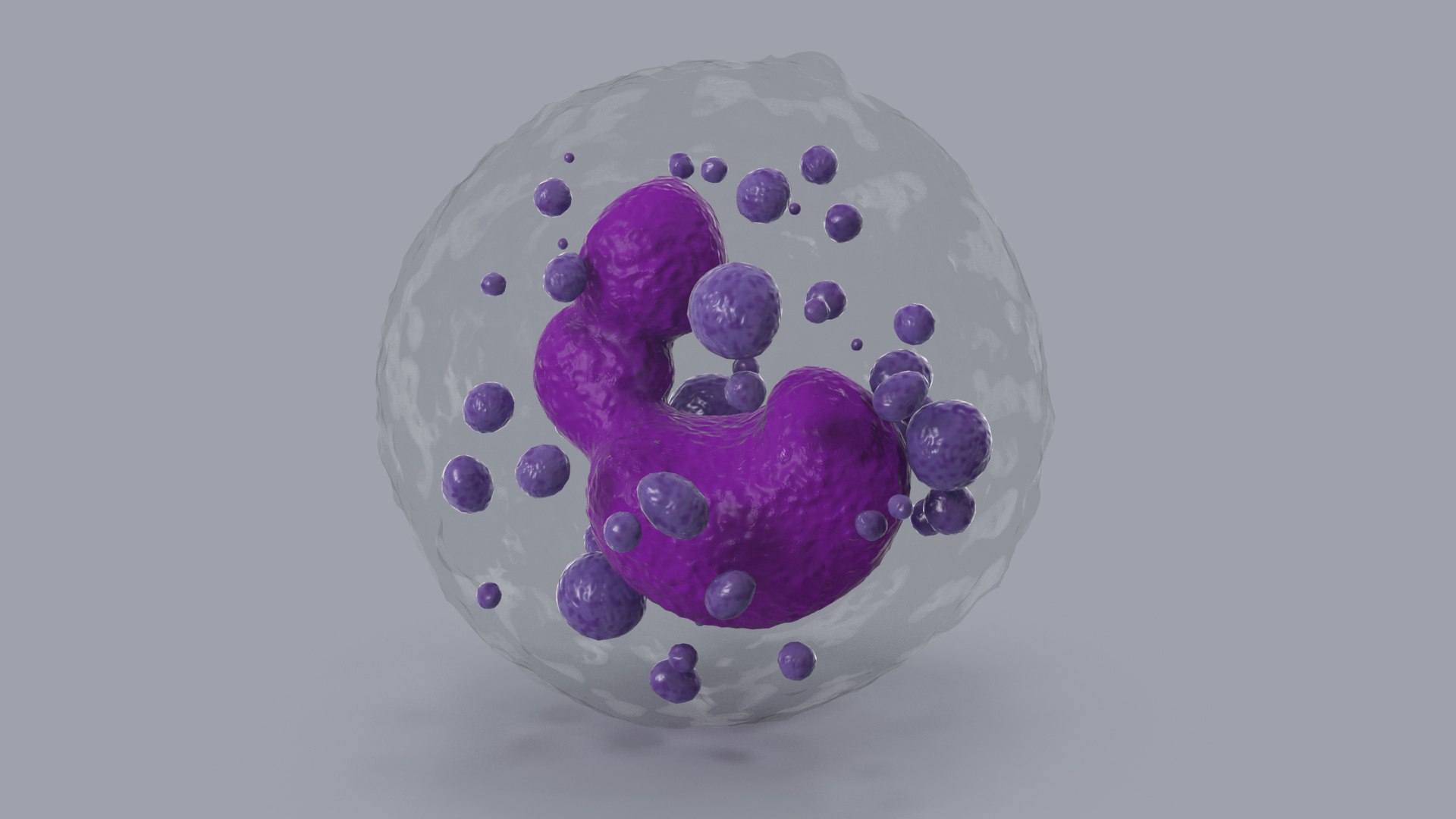 3D Basophil Blood Cell model https://p.turbosquid.com/ts-thumb/uY/0Hpyoh/15/basophilbloodcellc4dmodel012/jpg/1696029134/1920x1080/fit_q87/f0ee12980366fe1c8d97607ec539a7ecc4ab4d67/basophilbloodcellc4dmodel012.jpg