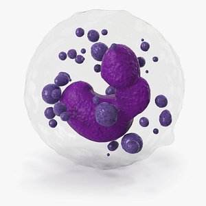 Basophil Blood Cell