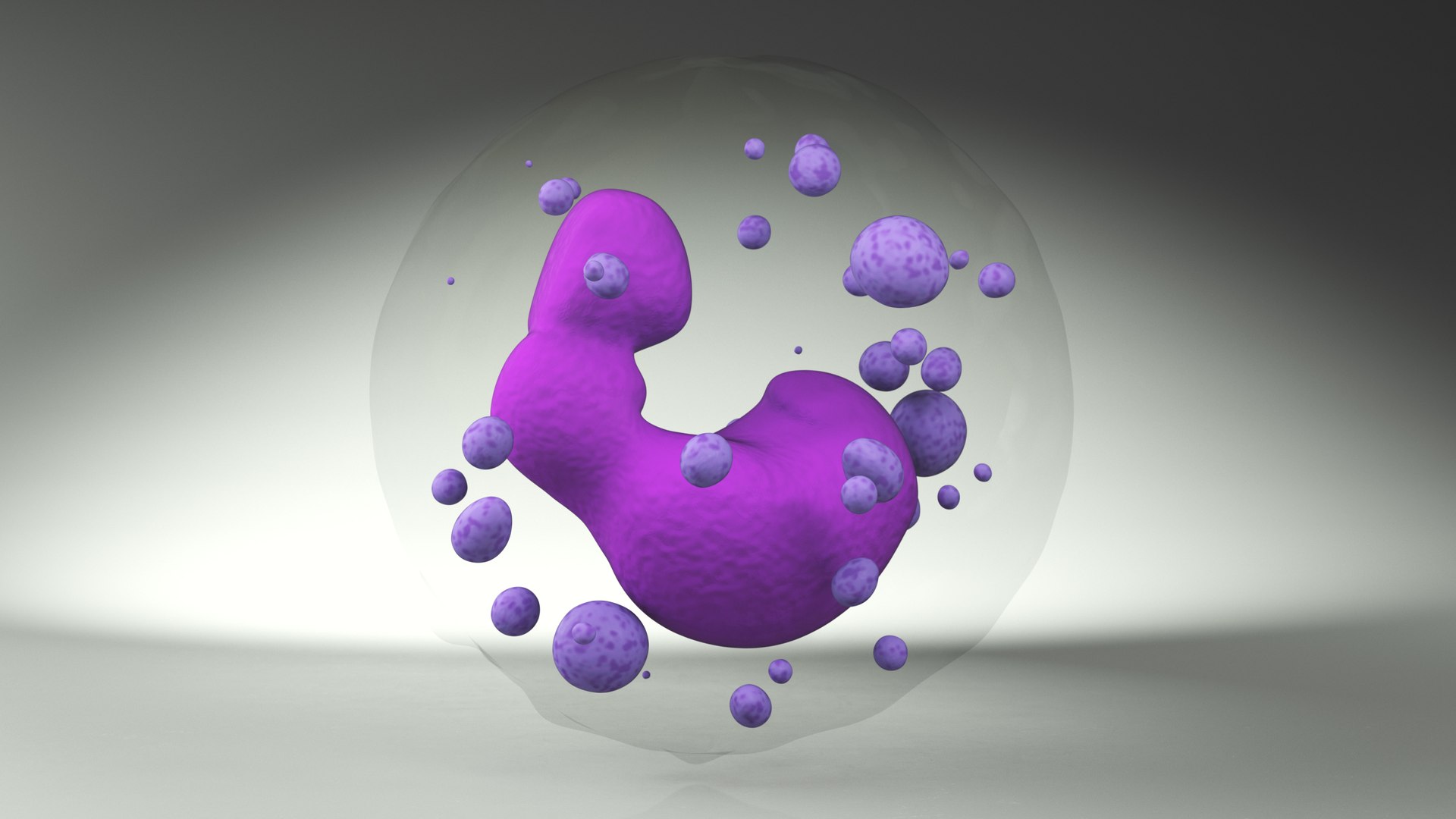 3D Basophil Blood Cell model https://p.turbosquid.com/ts-thumb/uY/0Hpyoh/JY/basophilbloodcellc4dmodel010/jpg/1696029124/1920x1080/fit_q87/dc6349cfc09ad354a7eb12bd4f3ac0a487690d0d/basophilbloodcellc4dmodel010.jpg